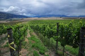 Gibbston Valley School House Vineyard in Bendigo.